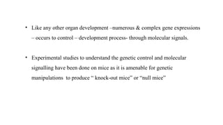 • Like any other organ development –numerous & complex gene expressions
– occurs to control – development process- through molecular signals.
• Experimental studies to understand the genetic control and molecular
signalling have been done on mice as it is amenable for genetic
manipulations to produce “ knock-out mice” or “null mice”
 