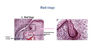 Bud stage
 
