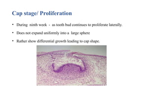 Cap stage/ Proliferation
• During ninth week - as tooth bud continues to proliferate laterally.
• Does not expand uniformly into a large sphere
• Rather show differential growth leading to cap shape.
 