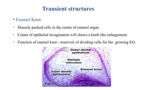 Transient structures
• Enamel Knot:
• Densely packed cells in the center of enamel organ.
• Center of epithelial invagination will shows a knob like enlargement.
• Function of enamel knot - reservoir of dividing cells for the growing EO.
 