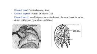 • Enamel cord : Vertical enamel knot
• Enamel septum : when EC meets OEE
• Enamel navel : small depression - attachment of enamel cord to outer
dental epithelium (resembles umbilicus)
 