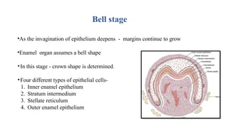 Bell stage
•As the invagination of epithelium deepens - margins continue to grow
•Enamel organ assumes a bell shape
•In this stage - crown shape is determined.
•Four different types of epithelial cells-
1. Inner enamel epithelium
2. Stratum intermedium
3. Stellate reticulum
4. Outer enamel epithelium
 