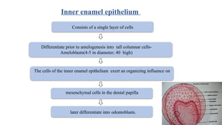 Consists of a single layer of cells
Differentiate prior to amelogenesis into tall columnar cells-
Ameloblasts(4-5 in diameter; 40 high)
The cells of the inner enamel epithelium exert an organizing influence on
mesenchymal cells in the dental papilla
later differentiate into odontoblasts.
Inner enamel epithelium
 