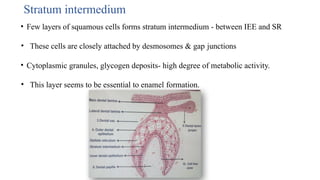 Stratum intermedium
• Few layers of squamous cells forms stratum intermedium - between IEE and SR
• These cells are closely attached by desmosomes & gap junctions
• Cytoplasmic granules, glycogen deposits- high degree of metabolic activity.
• This layer seems to be essential to enamel formation.
 