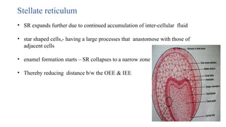 Stellate reticulum
• SR expands further due to continued accumulation of inter-cellular fluid
• star shaped cells,- having a large processes that anastomose with those of
adjacent cells
• enamel formation starts – SR collapses to a narrow zone
• Thereby reducing distance b/w the OEE & IEE
 