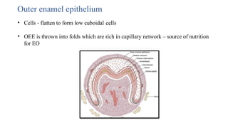 Outer enamel epithelium
• Cells - flatten to form low cuboidal cells
• OEE is thrown into folds which are rich in capillary network – source of nutrition
for EO
 