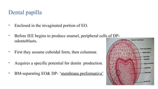 Dental papilla
• Enclosed in the invaginated portion of EO.
• Before IEE begins to produce enamel, peripheral cells of DP-
odontoblasts.
• First they assume cuboidal form, then columnar.
• Acquires a specific potential for dentin production.
• BM-separating EO& DP- ‘membrana preformativa’
 