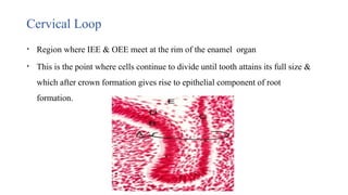 Cervical Loop
• Region where IEE & OEE meet at the rim of the enamel organ
• This is the point where cells continue to divide until tooth attains its full size &
which after crown formation gives rise to epithelial component of root
formation.
 