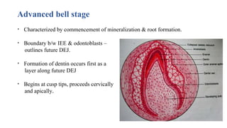 Advanced bell stage
• Characterized by commencement of mineralization & root formation.
• Boundary b/w IEE & odontoblasts –
outlines future DEJ.
• Formation of dentin occurs first as a
layer along future DEJ
• Begins at cusp tips, proceeds cervically
and apically.
 