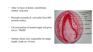 • After 1st layer of dentin- ameloblasts-
enamel- cusp area.
• Proceeds coronally & cervically from DEJ
towards surface.
• Cervical portion of enamel organ will gives
rise to “HERS“
• Outlines future root; responsible for shape,
length, size& no. of roots.
 