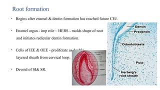 Root formation
• Begins after enamel & dentin formation has reached future CEJ.
• Enamel organ - imp role – HERS - molds shape of root
and initiates radicular dentin formation.
• Cells of IEE & OEE - proliferate as double
layered sheath from cervical loop.
• Devoid of SI& SR.
 