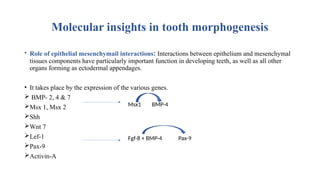 Molecular insights in tooth morphogenesis
• Role of epithelial mesenchymail interactions: Interactions between epithelium and mesenchymal
tissues components have particularly important function in developing teeth, as well as all other
organs forming as ectodermal appendages.
• It takes place by the expression of the various genes.
 BMP- 2, 4 & 7
Msx 1, Msx 2
Shh
Wnt 7
Lef-1
Pax-9
Activin-A
Msx1 BMP-4
Fgf-8 + BMP-4 Pax-9
 