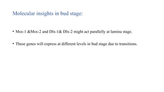 Molecular insights in bud stage:
• Msx-1 &Msx-2 and Dlx-1& Dlx-2 might act parallelly at lamina stage.
• These genes will express at different levels in bud stage due to transitions.
 