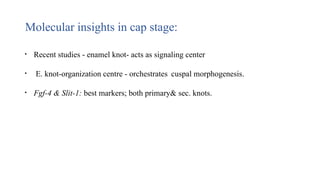 Molecular insights in cap stage:
• Recent studies - enamel knot- acts as signaling center
• E. knot-organization centre - orchestrates cuspal morphogenesis.
• Fgf-4 & Slit-1: best markers; both primary& sec. knots.
 