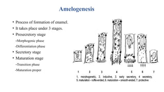 Amelogenesis
• Process of formation of enamel.
• It takes place under 3 stages.
• Presecretory stage
-Morphogenic phase
-Differentiation phase
• Secretory stage
• Maturation stage
-Transition phase
-Maturation proper
 