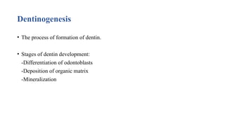 Dentinogenesis
• The process of formation of dentin.
• Stages of dentin development:
-Differentiation of odontoblasts
-Deposition of organic matrix
-Mineralization
 