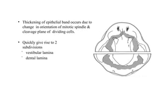 • Thickening of epithelial band occurs due to
change in orientation of mitotic spindle &
cleavage plane of dividing cells.
• Quickly give rise to 2
subdivisions
ˉ vestibular lamina
ˉ dental lamina
 