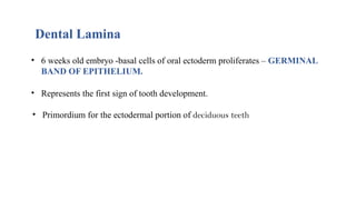 Dental Lamina
• 6 weeks old embryo -basal cells of oral ectoderm proliferates – GERMINAL
BAND OF EPITHELIUM.
• Represents the first sign of tooth development.
• Primordium for the ectodermal portion of deciduous teeth
 
