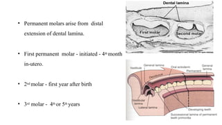 • Permanent molars arise from distal
extension of dental lamina.
• First permanent molar - initiated - 4th month
in-utero.
• 2nd molar - first year after birth
• 3rd molar - 4th or 5th years
 