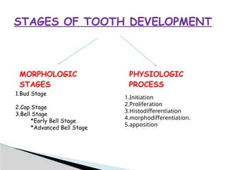 Tooth Formation Process Comprehensive Overview of Tooth Development and Odontogenesis | PPTX