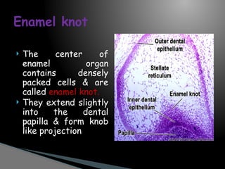 Comprehensive Overview of Tooth Development and Odontogenesis | PPTX