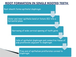 Comprehensive Overview of Tooth Development and Odontogenesis | PPTX
