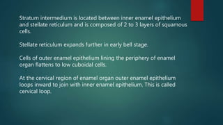 Stratum intermedium is located between inner enamel epithelium
and stellate reticulum and is composed of 2 to 3 layers of squamous
cells.
Stellate reticulum expands further in early bell stage.
Cells of outer enamel epithelium lining the periphery of enamel
organ flattens to low cuboidal cells.
At the cervical region of enamel organ outer enamel epithelium
loops inward to join with inner enamel epithelium. This is called
cervical loop.
 