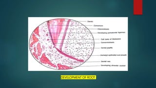 DEVELOPMENT OF ROOT
 