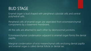 BUD STAGE
Enamel organ is bud shaped with peripheral cuboidal cells and central
polyhedral cells.
Peripheral cells of enamel organ are seperated from ectomesenchymal
components by a basement membrane.
All the cells are attached to each other by desmosomal junctions.
Ectomesenchymal condensation adjacent to enamel organ forms the dental
papilla.
Marginal condensation of ecto-mesenchymal cells enclosing dental papilla
and enamel organ is called dental follicle or dental sac.
 