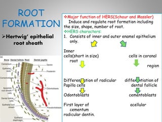 Development of tooth and periodontium | PPTX