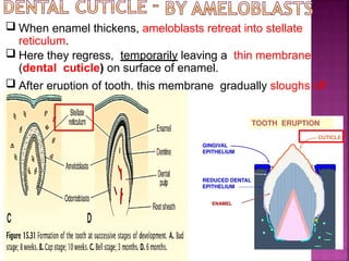 Tooth Membrane Development of tooth by Dr. Rabia Inam Gandapore.pptx