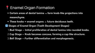 Development of tooth dentition and Occlusion | PDF