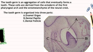 Tooth Development Pathway Development of tooth & It's supporting tissue.pdf
