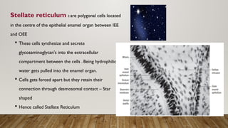 Stella Reticulum development of tooth new Tooth development is a complex process .pptx