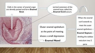 development of tooth new Tooth development is a complex process .pptx