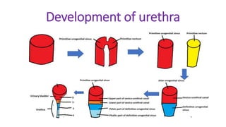 Development of urethra
 