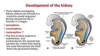 develo pment of uri nary system .pptx