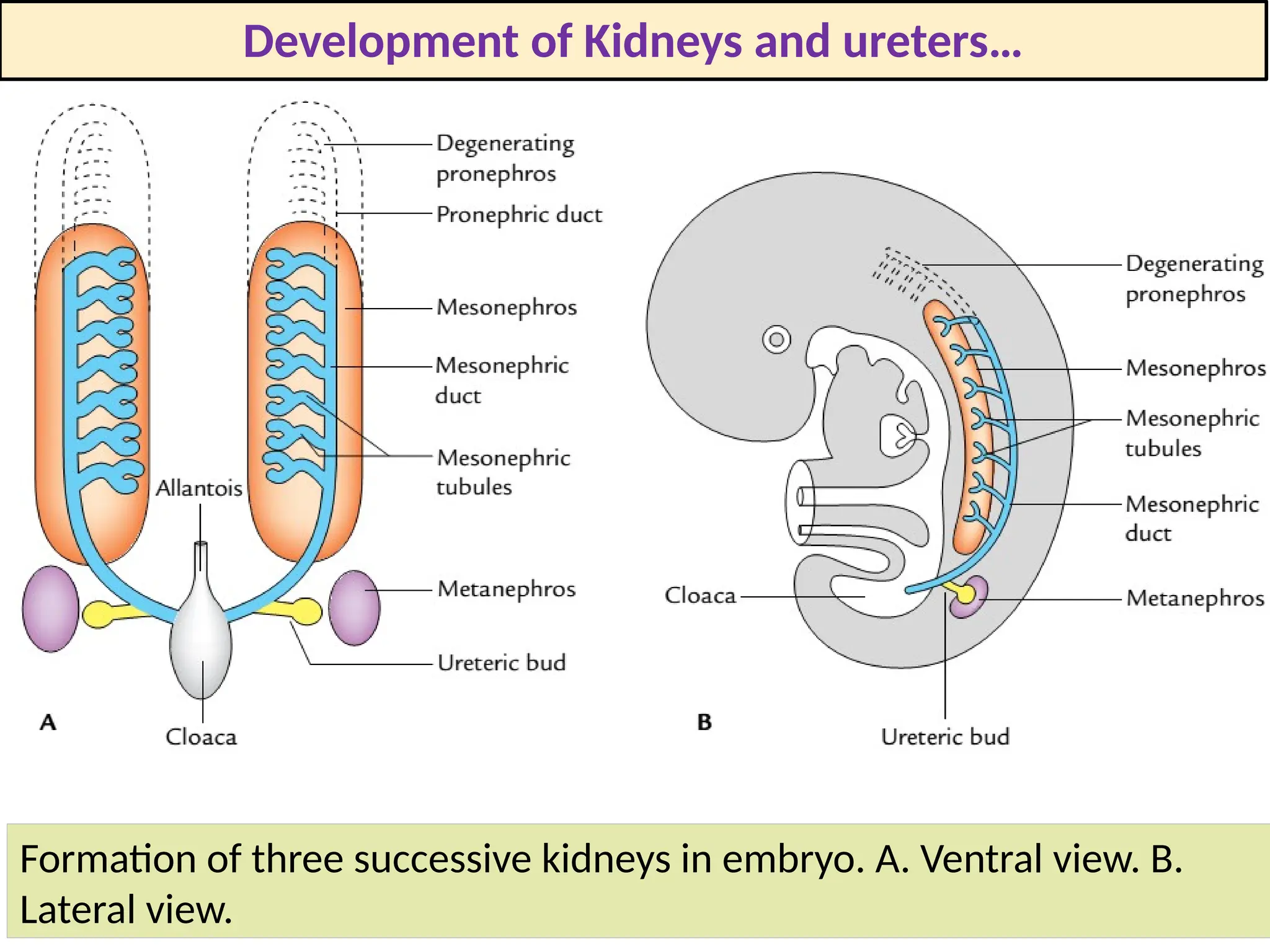 Development of urinary system ,2025.pptx