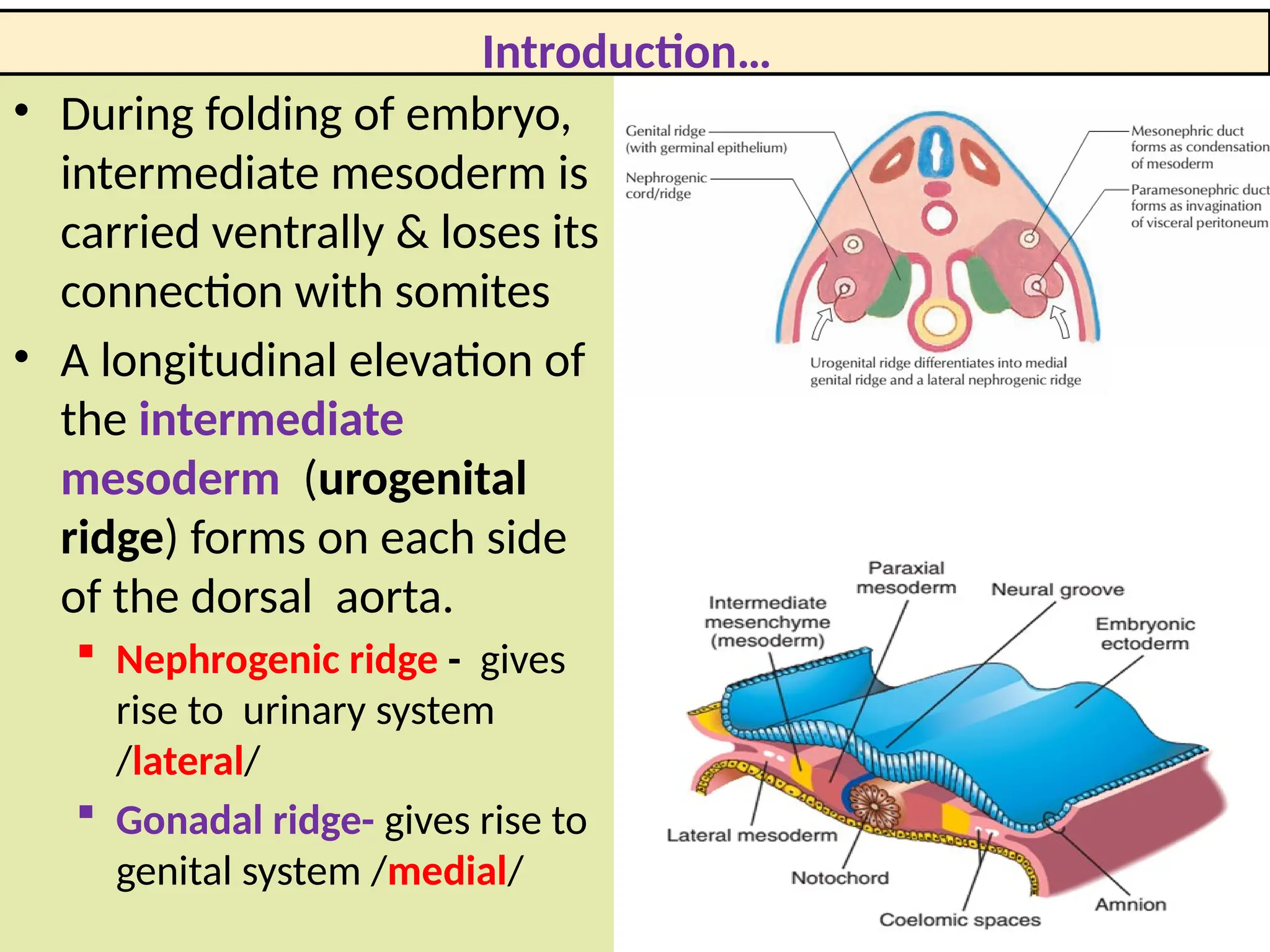 Development of urinary system ,2025.pptx