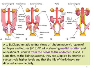 Development of urinary system ,2025.pptx