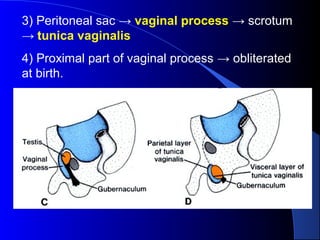 3) Peritoneal sac → vaginal process → scrotum
→ tunica vaginalis
4) Proximal part of vaginal process → obliterated
at birth.
 