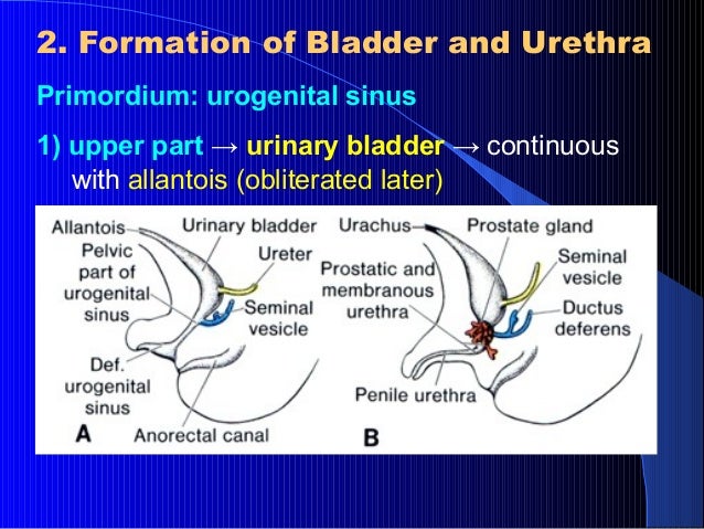 Urogenital devolopment