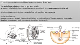 4th month: communication is established between testis cord & rete testis.
The seminiferous tubules are lined by two types...