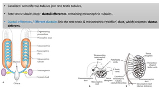 • Canalized seminiferous tubules join rete testis tubules,
• Rete testis tubules enter ductuli efferentes- remaining meson...