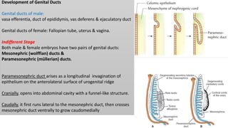 Development of Genital Ducts
Genital ducts of male:
vasa efferentia, duct of epididymis, vas deferens & ejaculatory duct
G...