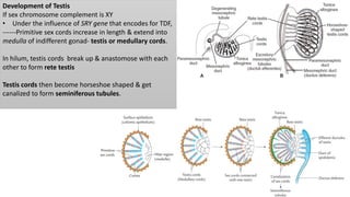Development of Testis
If sex chromosome complement is XY
• Under the influence of SRY gene that encodes for TDF,
------Pri...