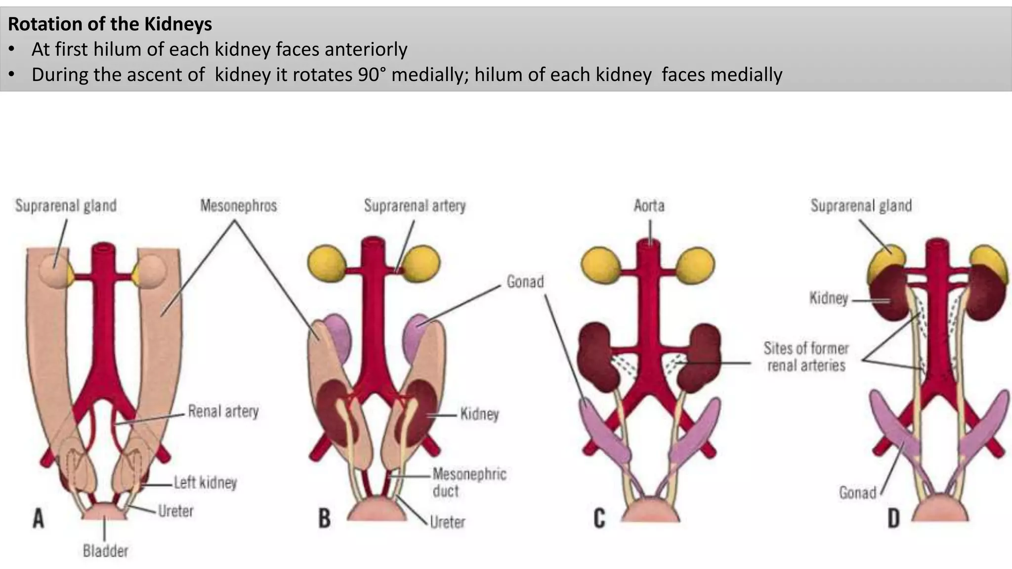 Rotation of the Kidneys
• At first hilum of each kidney faces anteriorly
• During the ascent of kidney it rotates 90° medially; hilum of each kidney faces medially
 