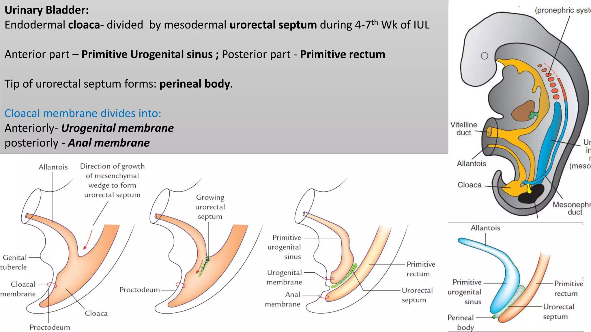 Urinary Bladder:
Endodermal cloaca- divided by mesodermal urorectal septum during 4-7th Wk of IUL
Anterior part – Primitive Urogenital sinus ; Posterior part - Primitive rectum
Tip of urorectal septum forms: perineal body.
Cloacal membrane divides into:
Anteriorly- Urogenital membrane
posteriorly - Anal membrane
 