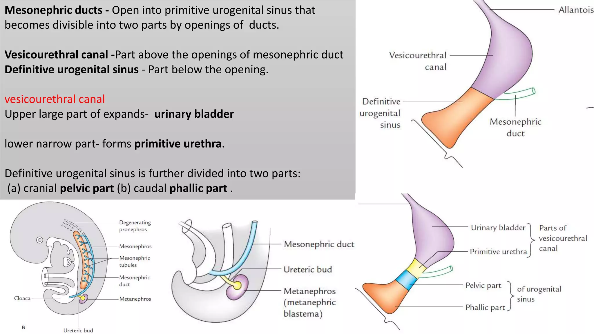 Mesonephric ducts - Open into primitive urogenital sinus that
becomes divisible into two parts by openings of ducts.
Vesicourethral canal -Part above the openings of mesonephric duct
Definitive urogenital sinus - Part below the opening.
vesicourethral canal
Upper large part of expands- urinary bladder
lower narrow part- forms primitive urethra.
Definitive urogenital sinus is further divided into two parts:
(a) cranial pelvic part (b) caudal phallic part .
 