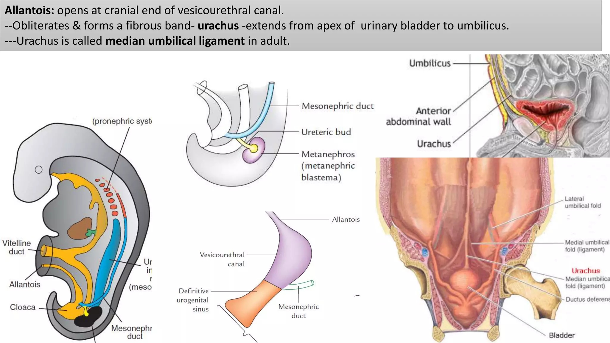 Allantois: opens at cranial end of vesicourethral canal.
--Obliterates & forms a fibrous band- urachus -extends from apex of urinary bladder to umbilicus.
---Urachus is called median umbilical ligament in adult.
 